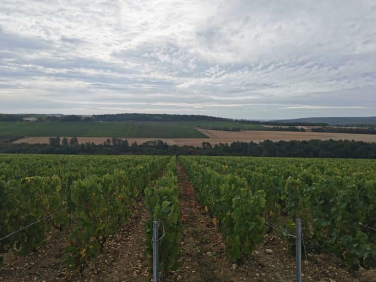 Visite du domaine Chassenay d’Arce, compte rendu d’un voyage de presse fastueux au cœur de l’exploitation viticole