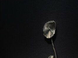 Daniel Brush : l'art de l'audace