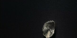 Daniel Brush : l'art de l'audace