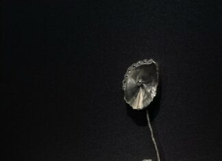 Daniel Brush : l'art de l'audace