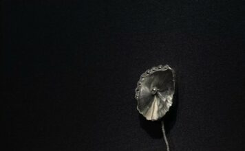 Daniel Brush : l'art de l'audace