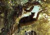 Le livre de la jungle