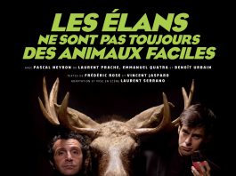 Les Elans ne sont pas toujours des animaux faciles