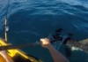duel effrayant entre un kayakiste et un requin marteau