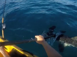 duel effrayant entre un kayakiste et un requin marteau