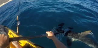 duel effrayant entre un kayakiste et un requin marteau