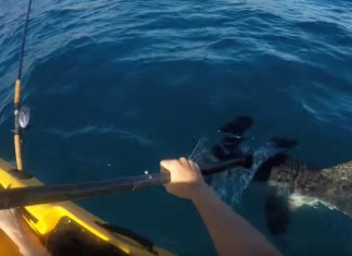 Vidéo : duel effrayant entre un kayakiste et un requin marteau très agressif duel effrayant entre un kayakiste et un requin marteau