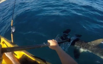 duel effrayant entre un kayakiste et un requin marteau