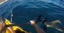 duel effrayant entre un kayakiste et un requin marteau