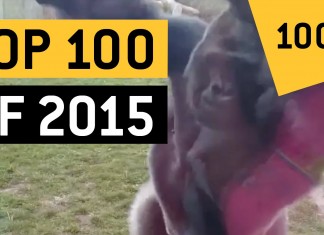 Top 100 des vidéos qui ont fait le buzz en 2015