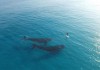 paddle baleine