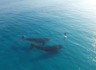 Vidéo : faire du paddle avec des baleines ! paddle baleine