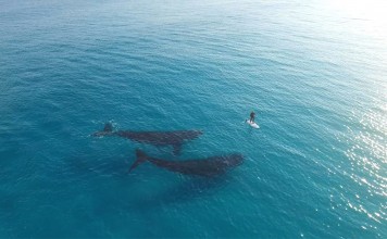 paddle baleine