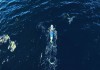 paddle dauphins