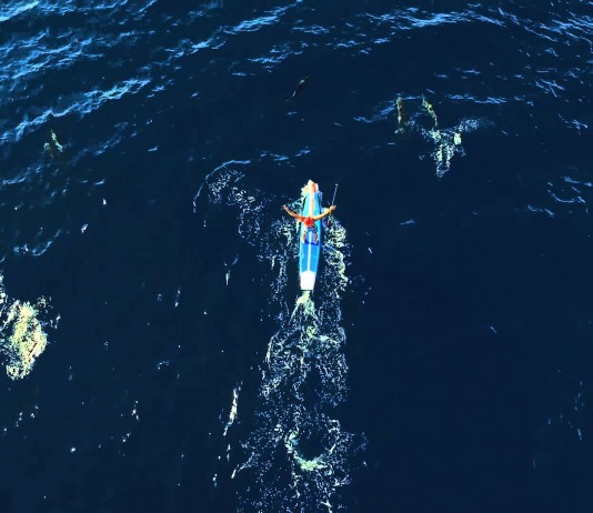 paddle dauphins